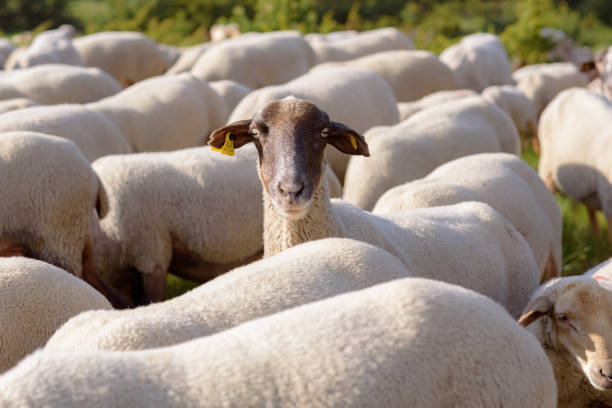istock Flock of sheep grazing. El Tarter, Canillo, Andorra. 985297714