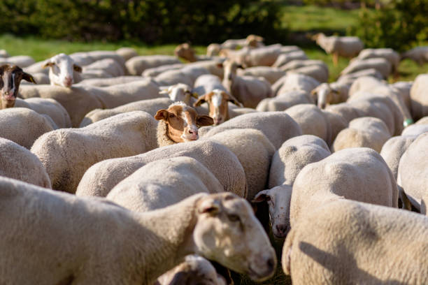 istock Flock of sheep grazing. El Tarter, Canillo, Andorra. 985297716