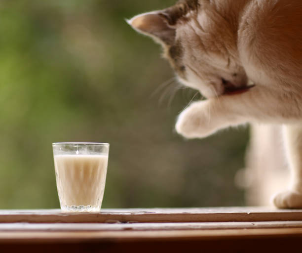 istock hungry cat drink milk from blue bowl lick his lips 985300926