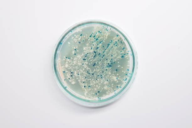 piastra di agar con colonie batteriche per clonazione vettoriale plasmide, spazio di copia - piastra petri foto e immagini stock