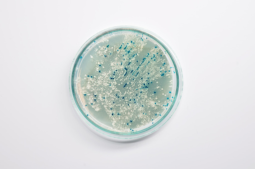 Agar plate with bacterial colonies for plasmid vector cloning on light background, text space