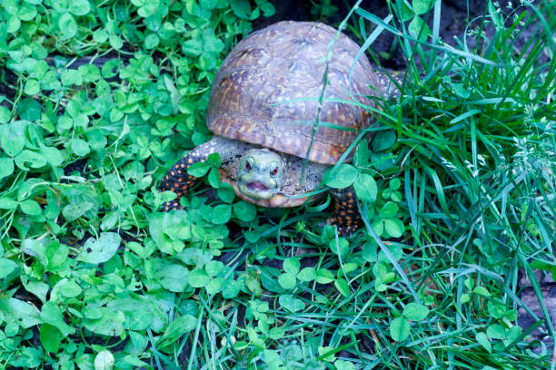 Turtle peeking out of his shell close up
