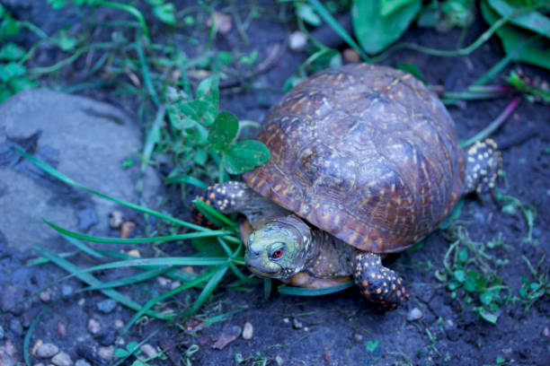 istock Close-up view of a western ornate box turtle in protected environment 985305056