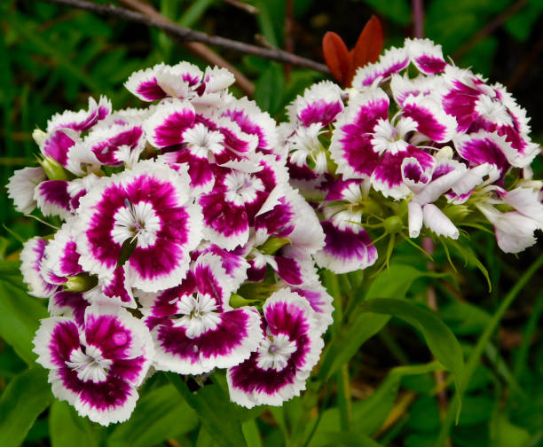 Dianthus barbatus (Sweet William) Dianthus barbatus (Sweet William) blooming. dianthus barbatus stock pictures, royalty-free photos & images