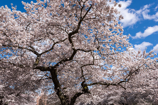 The pink weeping cherry blossoms are blooming beautifully.