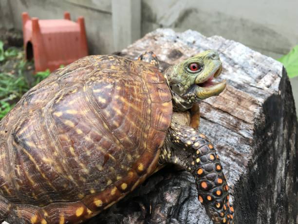Close-up view of a western ornate box turtle in protected environment