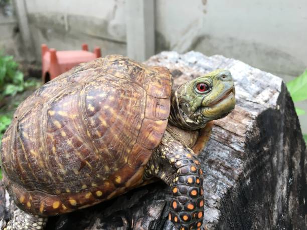 istock Close-up view of a western ornate box turtle in protected environment 985308620