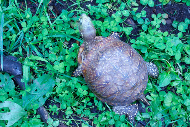 istock Close-up view of a western ornate box turtle in protected environment 985308692
