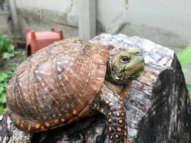 istock Close-up view of a western ornate box turtle in protected environment 985308714