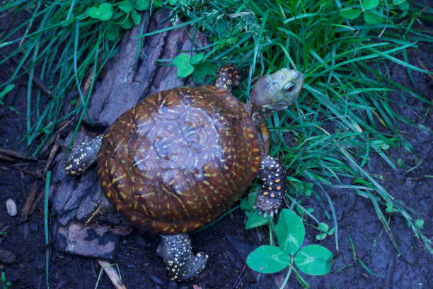 Close-up view of a western ornate box turtle in protected environment