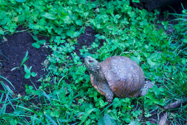 istock Close-up view of a western ornate box turtle in protected environment 985308840