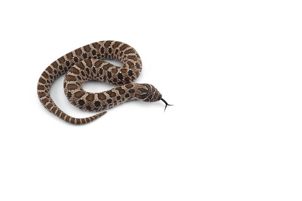 istock hognose snake isolated on white background 985339444