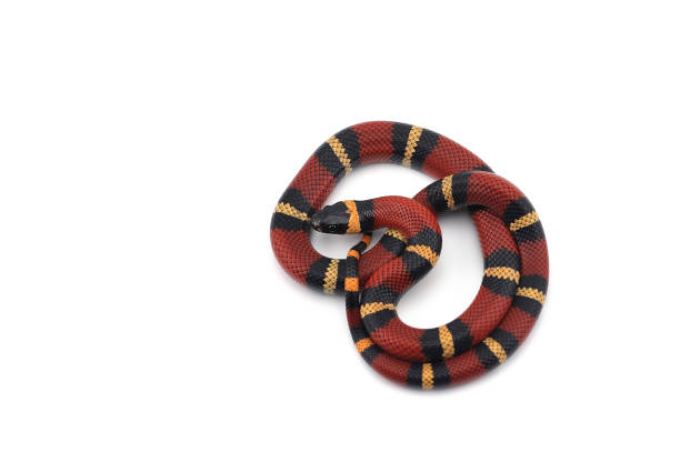 istock Red-black Milk snake isolated on white background 985339446