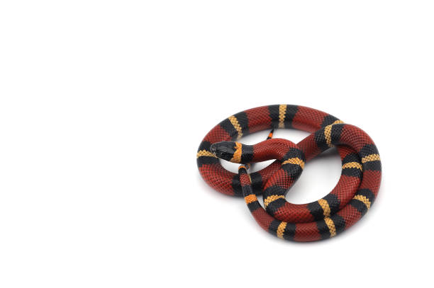 istock Red-black Milk snake isolated on white background 985339450