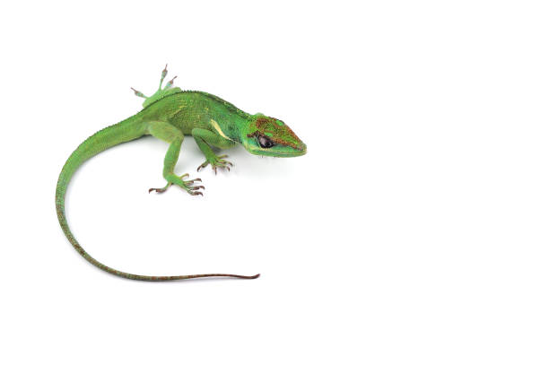 istock Knight Anole isolated on white background 985339484