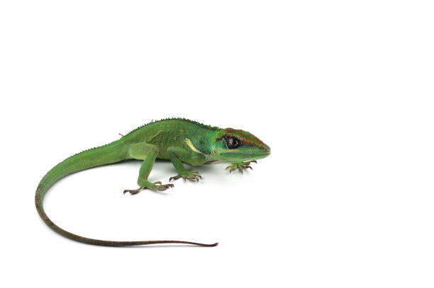 Knight Anole isolated on white background