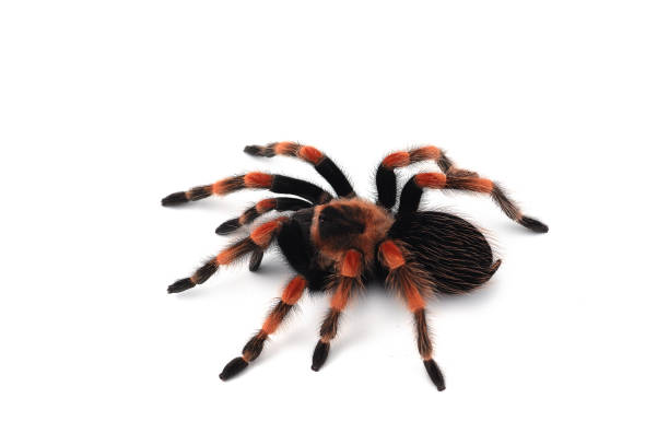 istock Bird eating Spider isolated on white background. 985339508