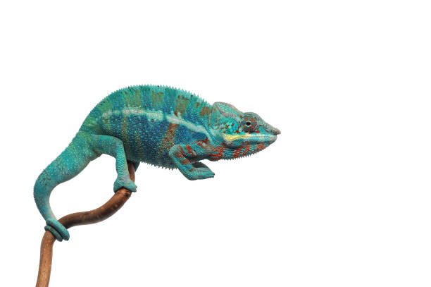 istock Blue lizard Panther chameleon isolated on white background 985339556