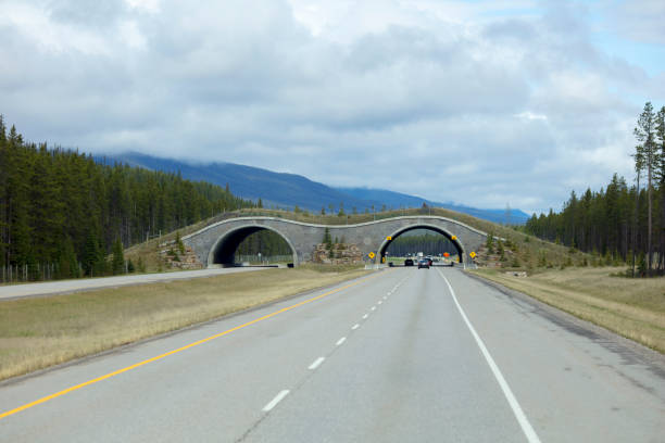 istock Wildlife Crossing Bridge, Banff National Park 985341864