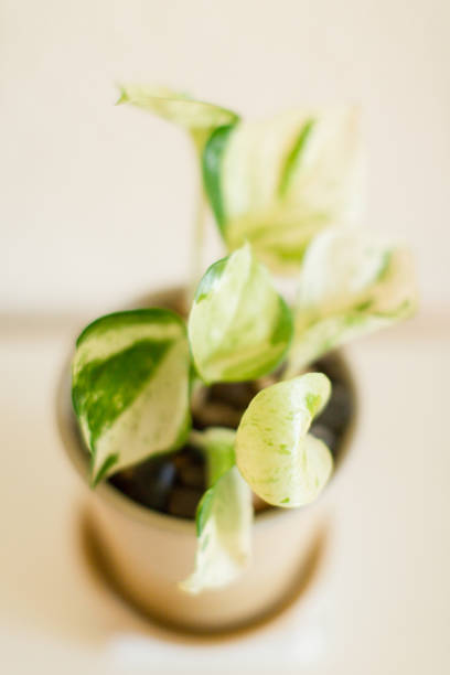 istock Pearls & Jade Pothos Plant 985342206