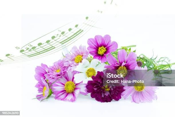 코스모스 의 꽃다발 0명에 대한 스톡 사진 및 기타 이미지 - 0명, 가을, 개화기 - Istock