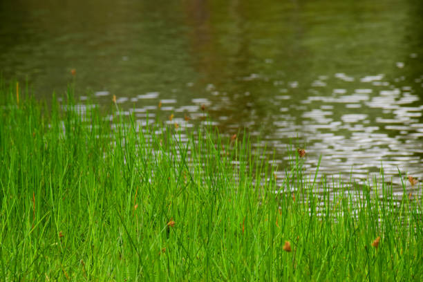 istock Grassland in wet area 985346066