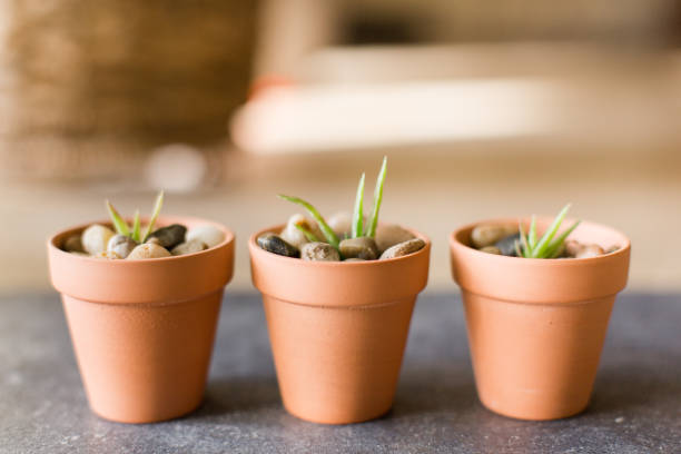 Three potted baby Aloe Vera Plants in mini terra-cotta pots in bright natural light.