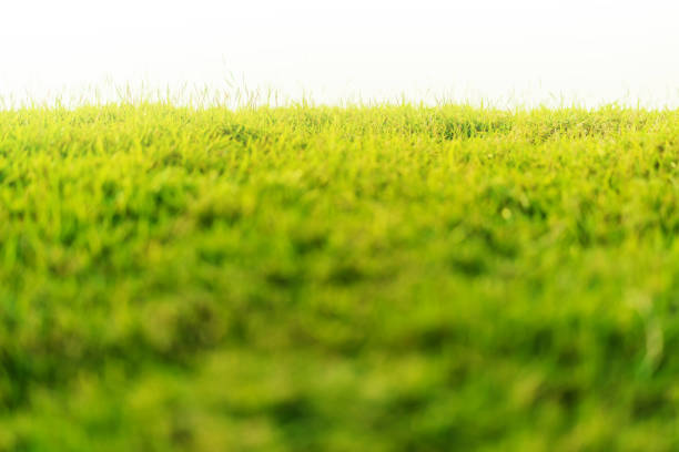green grass yard filed close up selective focus park background