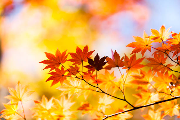 herbstlaub mit morgensonne - autumn japanese maple maple tree selective focus stock-fotos und bilder