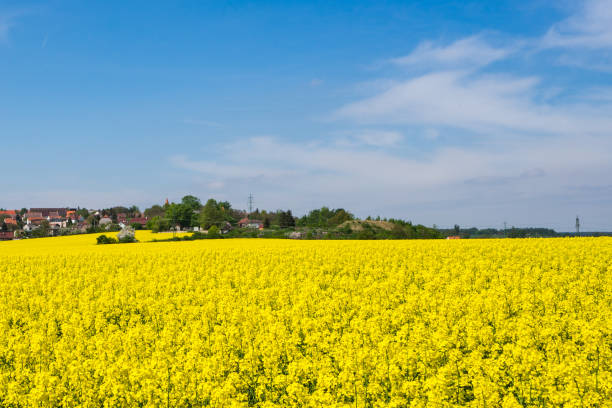 istock Yellow oilseed rape flowers and blue clear sky 985355032