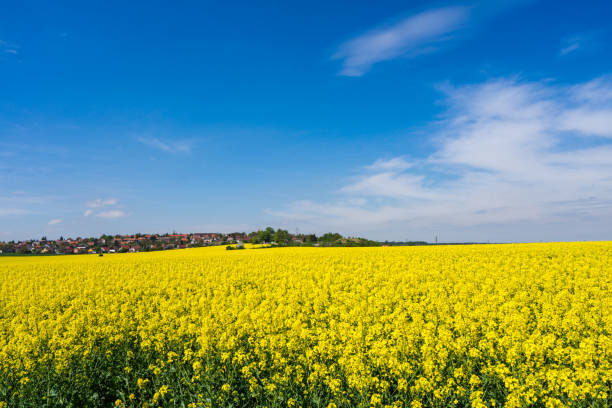 istock Yellow oilseed rape flowers and blue clear sky 985355176