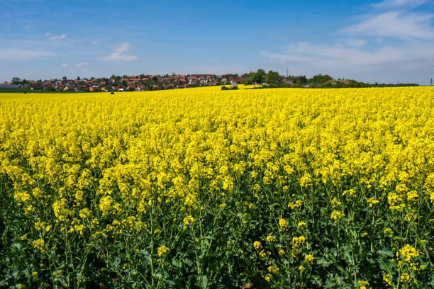 istock Yellow oilseed rape flowers and blue clear sky 985355284