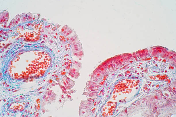 istock simple columnar epithelium is a columnar epithelium that is uni-layered. In humans 985358870