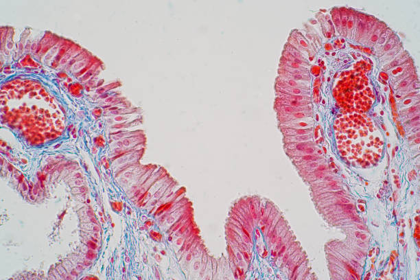 istock simple columnar epithelium is a columnar epithelium that is uni-layered. In humans 985358918