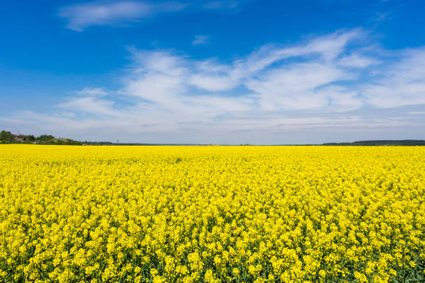istock Yellow oilseed rape flowers and blue clear sky 985359402