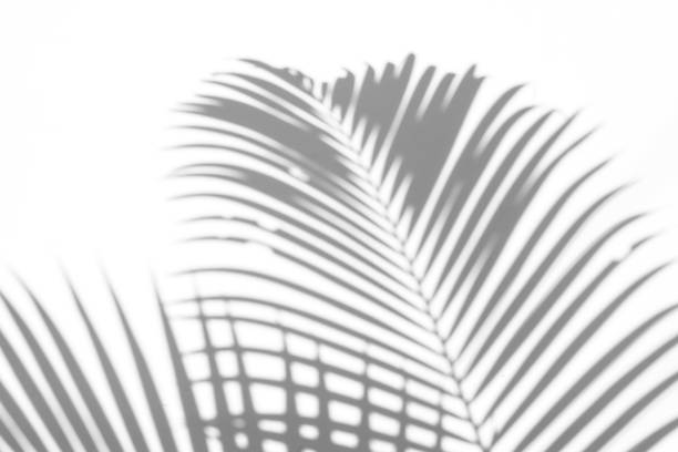 istock abstract background of shadows palm leaves on a white wall. White and Black 985359416