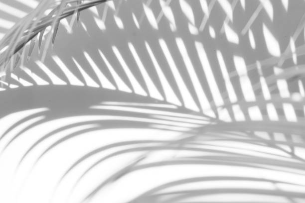 istock abstract background of shadows palm leaves on a white wall. White and Black 985359434