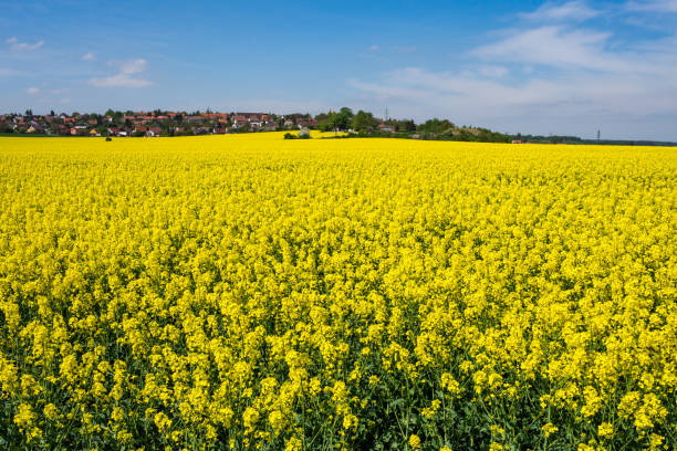 istock Yellow oilseed rape flowers and blue clear sky 985359448