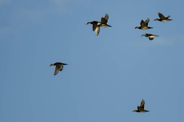 istock Flock of Wood Ducks Flying in a Blue Sky 985367058
