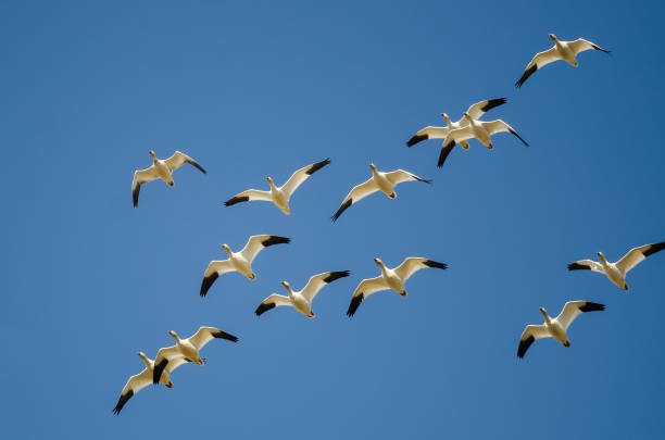istock Small Flock of Snow Geese Flying in a Blue Sky 985367284