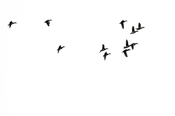 istock Flock of Ducks in Flight and Silhouetted on a White Background 985367338