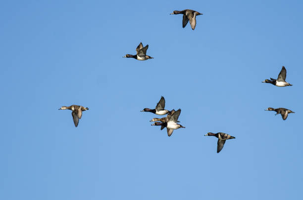 istock Flock of Ring-Necked Ducks Flying in a Blue Sky 985367352