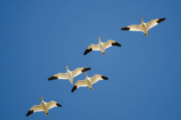 istock Flock of Snow Geese Flying in a Blue Sky 985367366