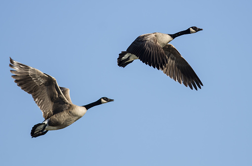 Canada geese flying over a reedbed in Gosforth Park Nature Reserve.