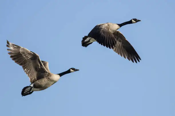 Photo of Pair of Canada Geese Flying in a Blue Sky