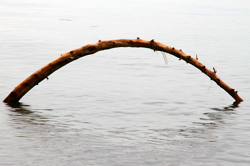 A branch on the shoreline on Vancouver, on an overcast day.