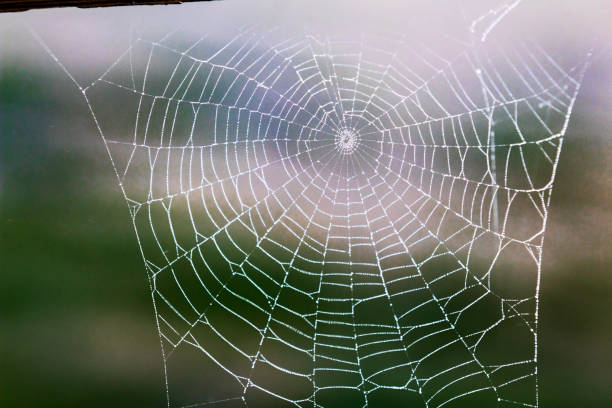 istock Tattered dew soaked worn out spider web falling apart 985371676