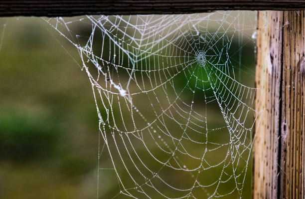 istock Tattered dew soaked worn out spider web falling apart 985372166