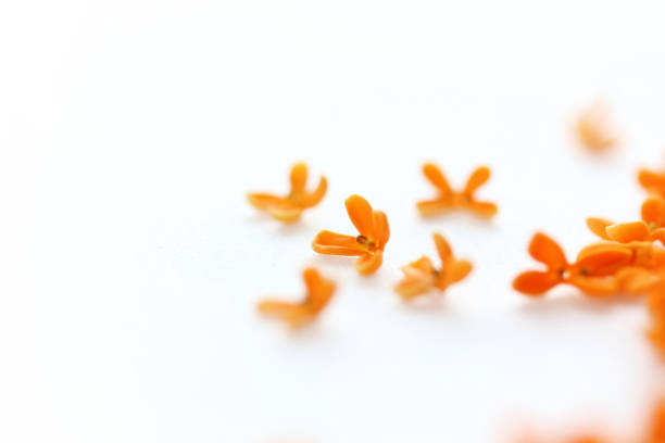 bouquet of fragrant olive (kinmokusei)