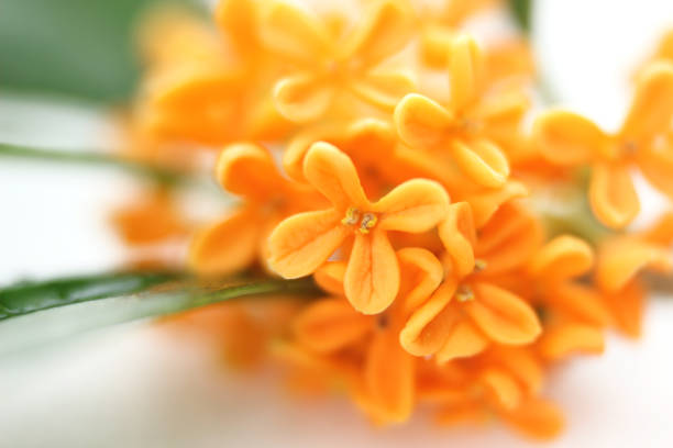 bouquet of fragrant olive (kinmokusei)